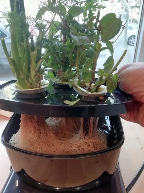 Vaso per piante indoor