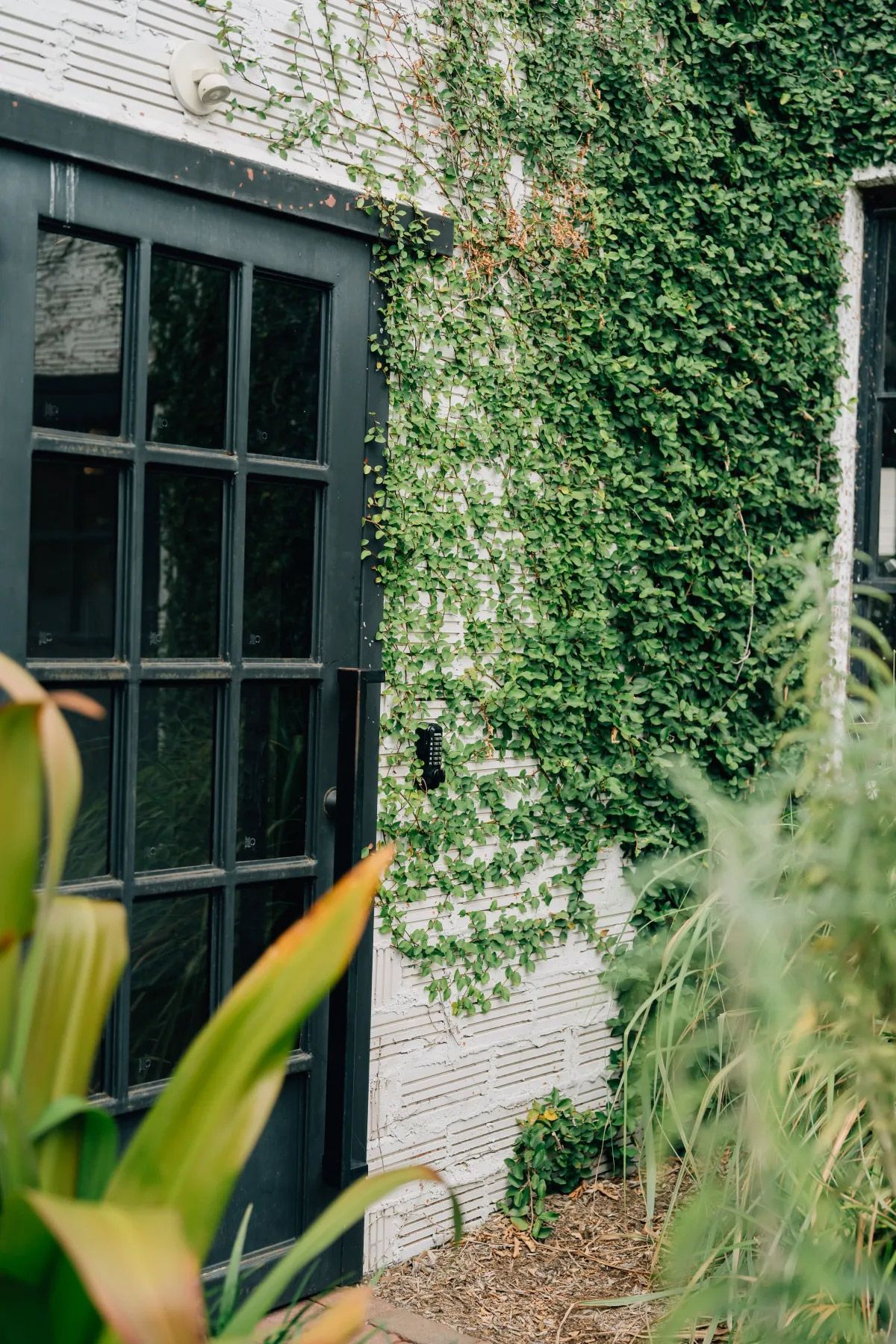 A black door is surrounded by ivy on a white building.