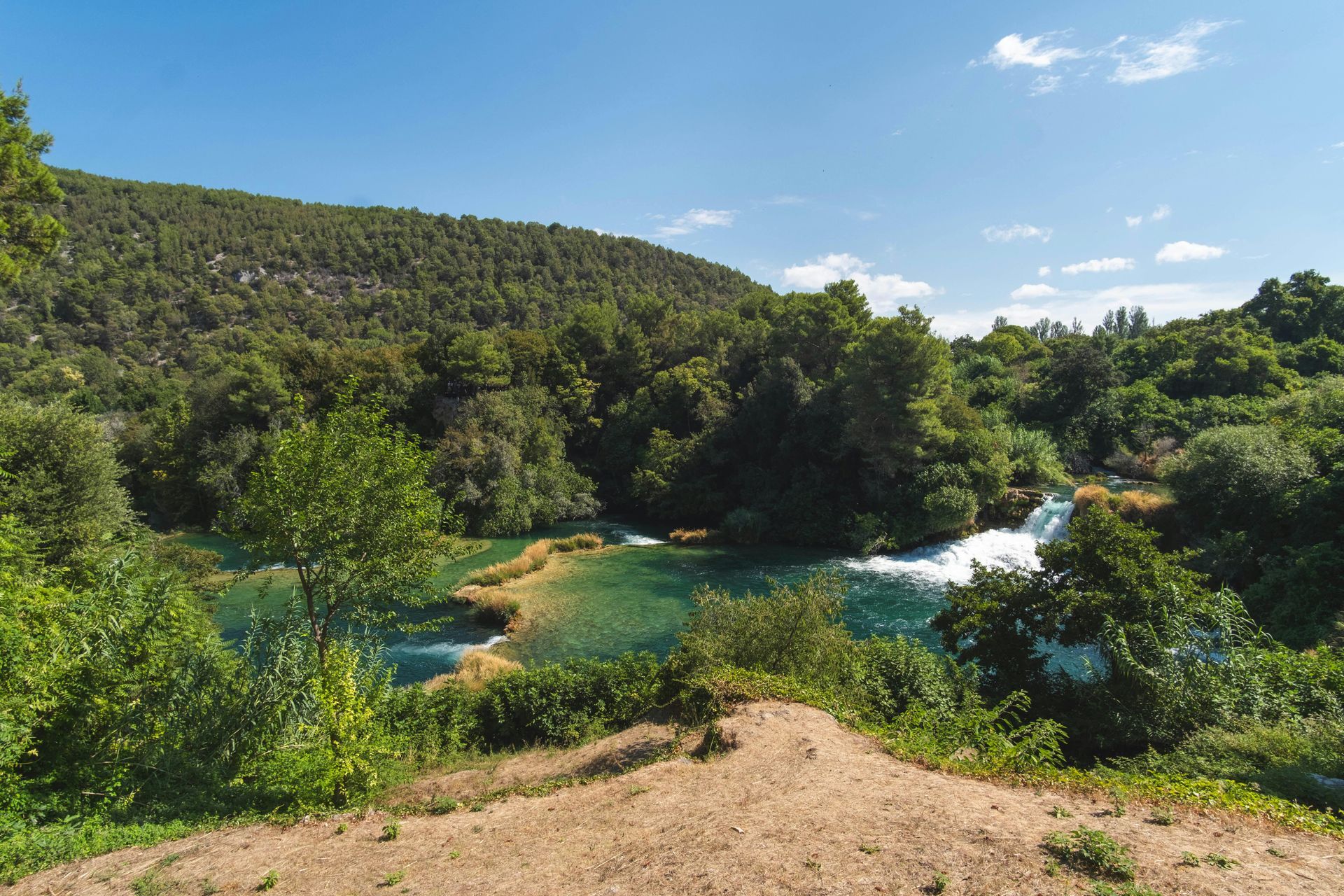 A river flowing through a lush green forest on a sunny day.