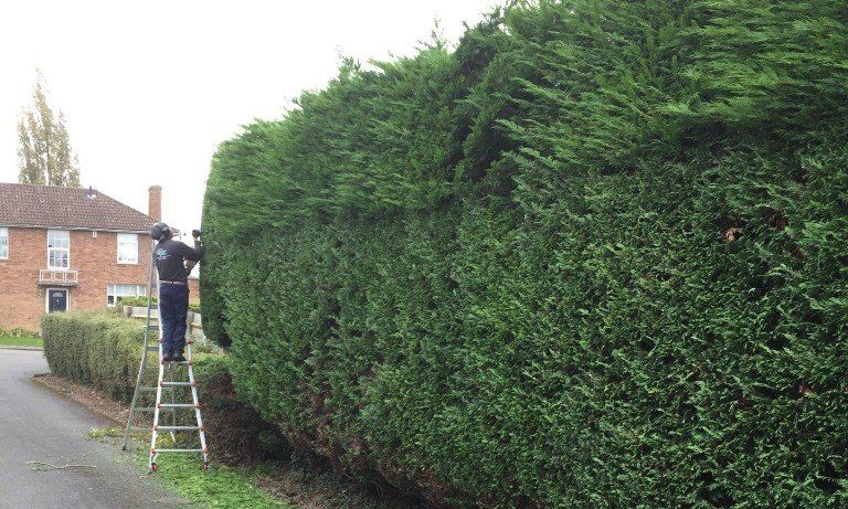 garden, tree and hedge maintenance