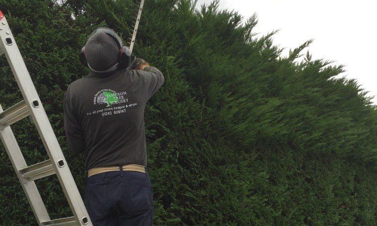 garden, tree and hedge maintenance