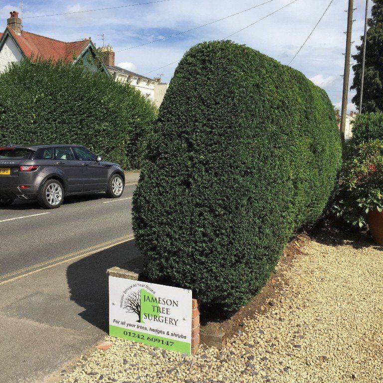 Hedge cutting