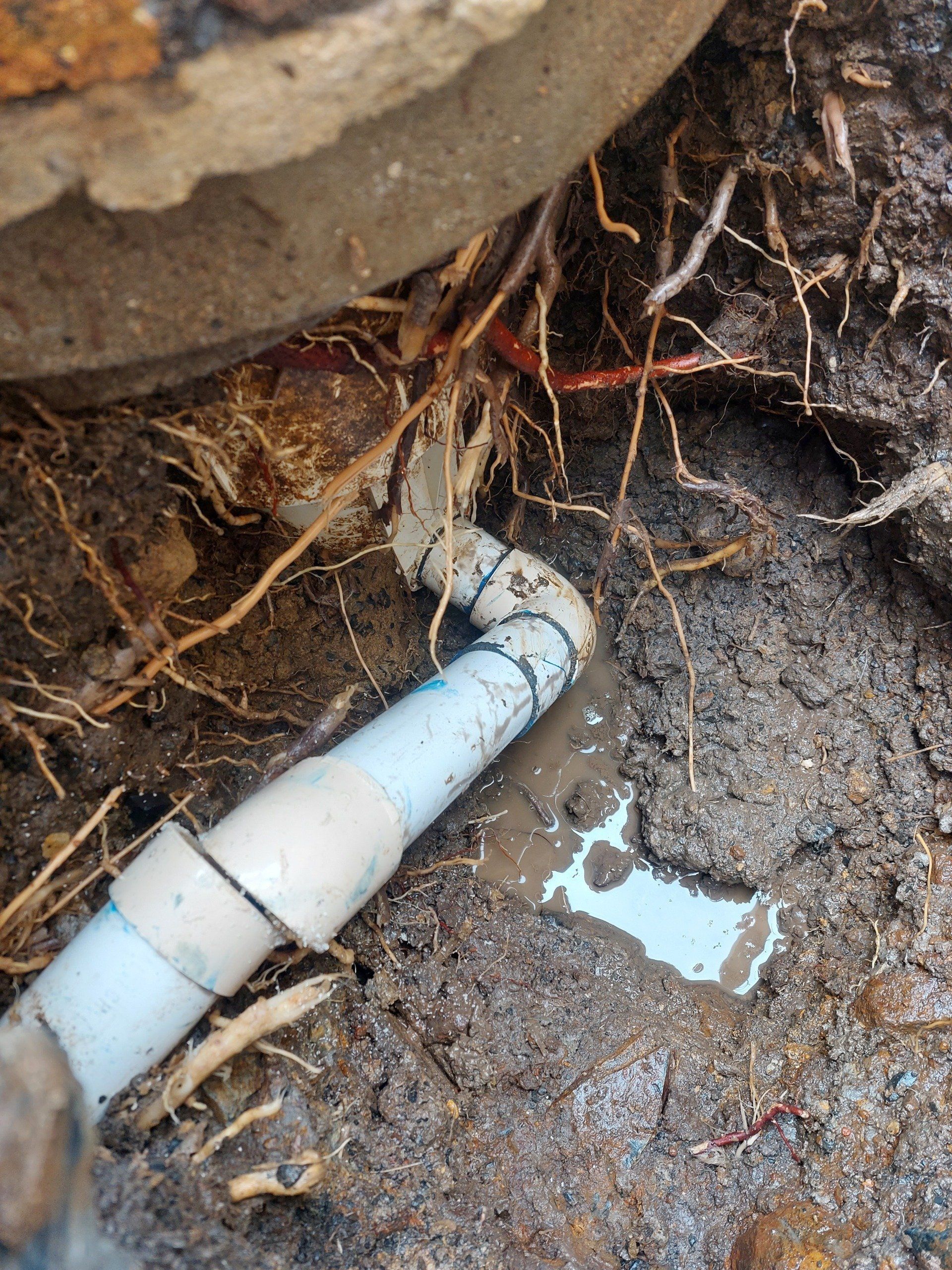 A white pipe is laying in the dirt next to some roots.