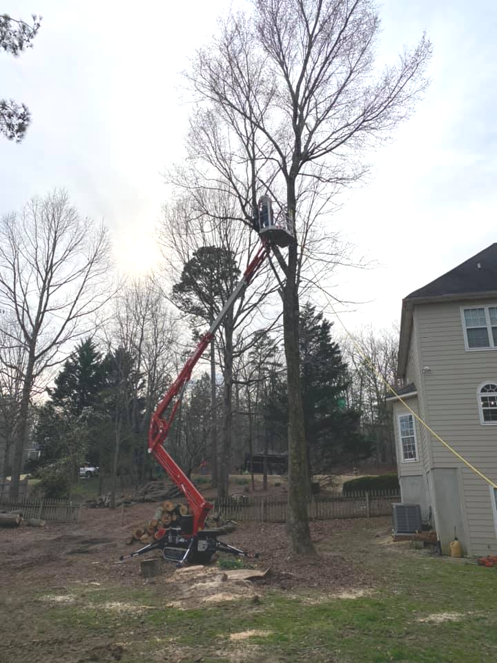 Tree Stump Removal