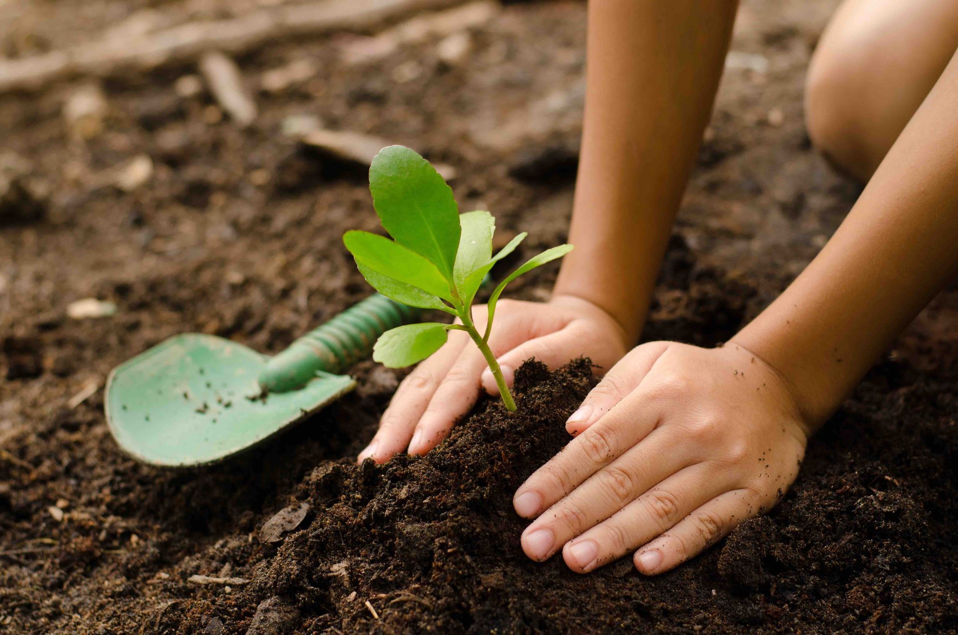 A child is planting a small plant in the dirt.