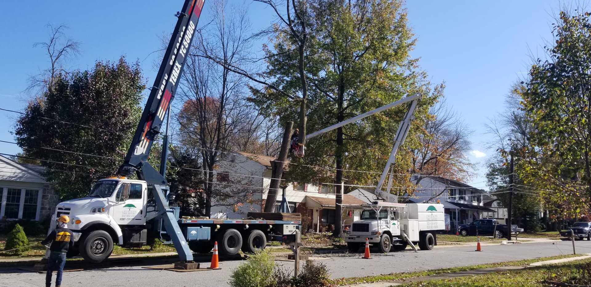 Man Looking At The Trees — Newark, DE — La's Quality Tree Service Man Looking At The Trees — Newark, DE — La's Quality Tree Service