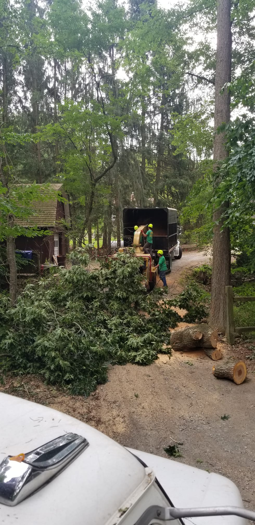 Machine Clearing Land — Newark, DE — La's Quality Tree Service