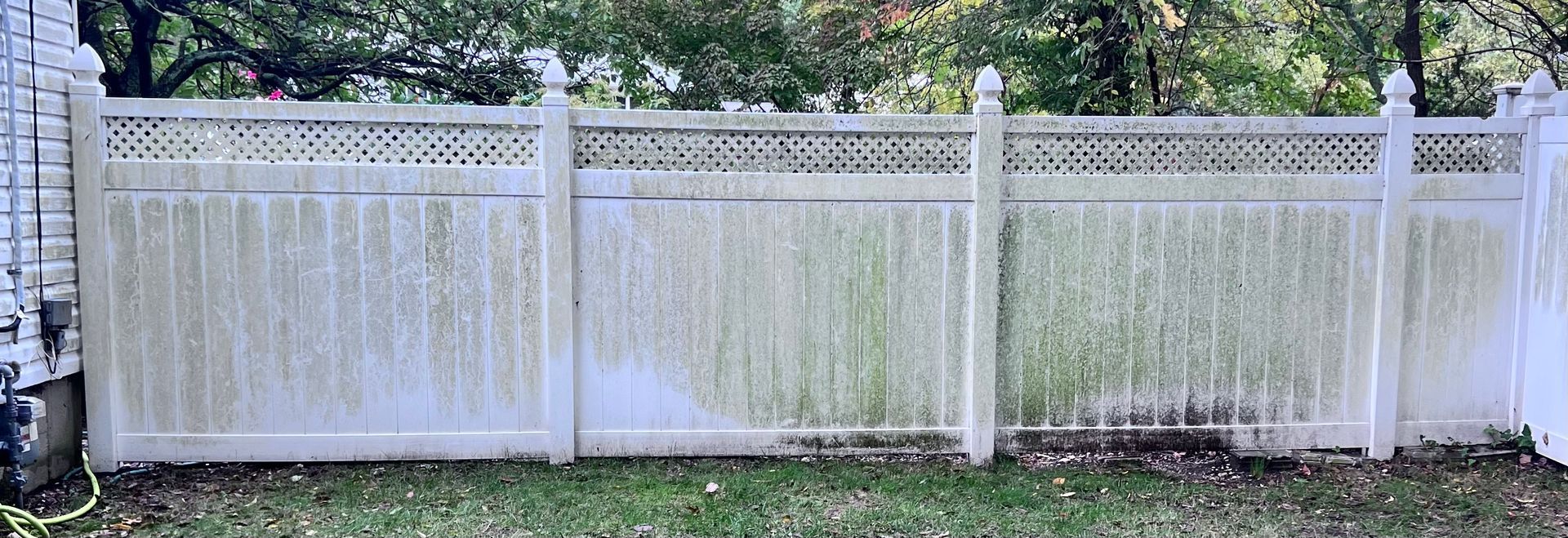 White vinyl fence covered in green algae. The fence is in front of a grassy yard with trees in the background.