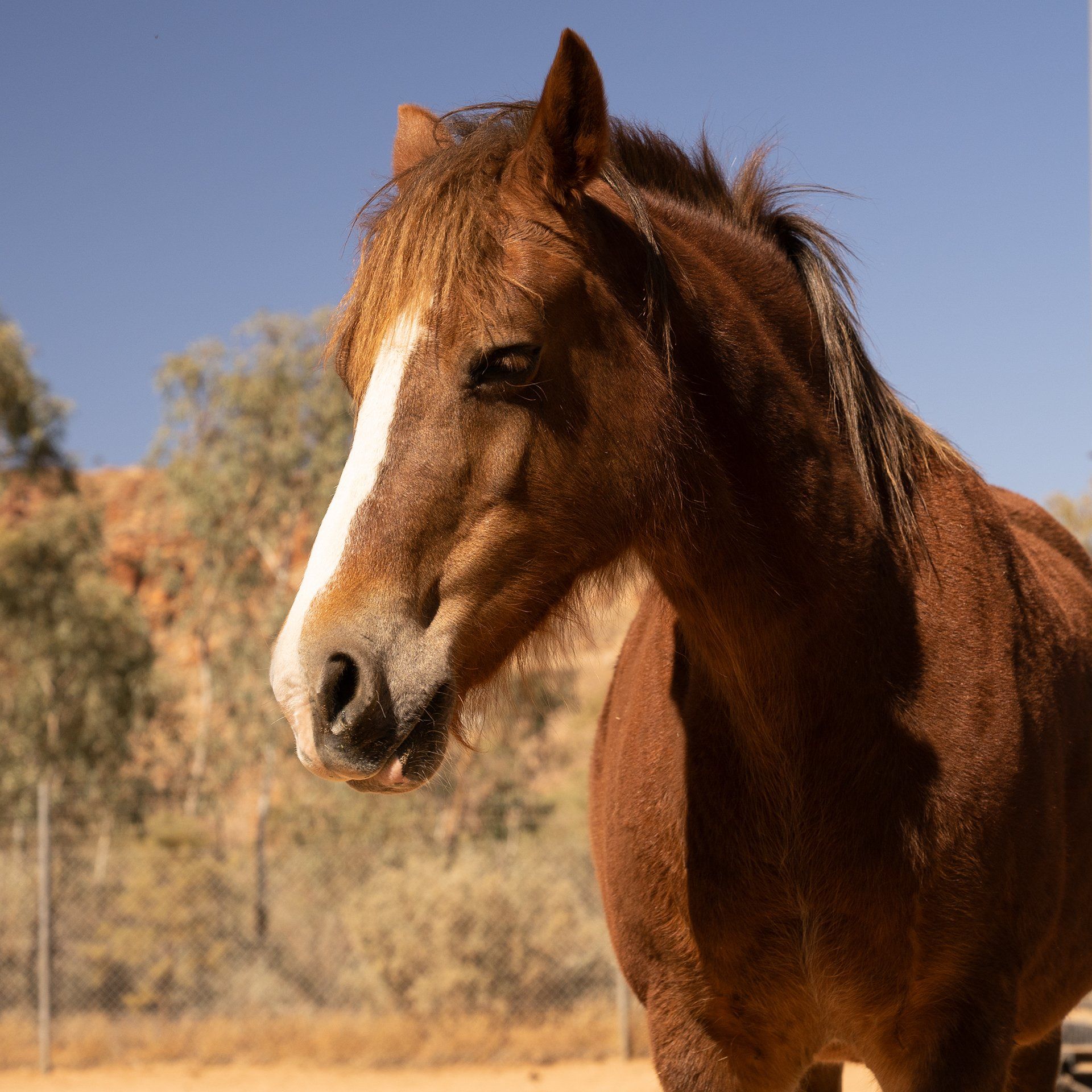 Brown horse with white blaze, stands outdoors in a sunny, arid landscape.