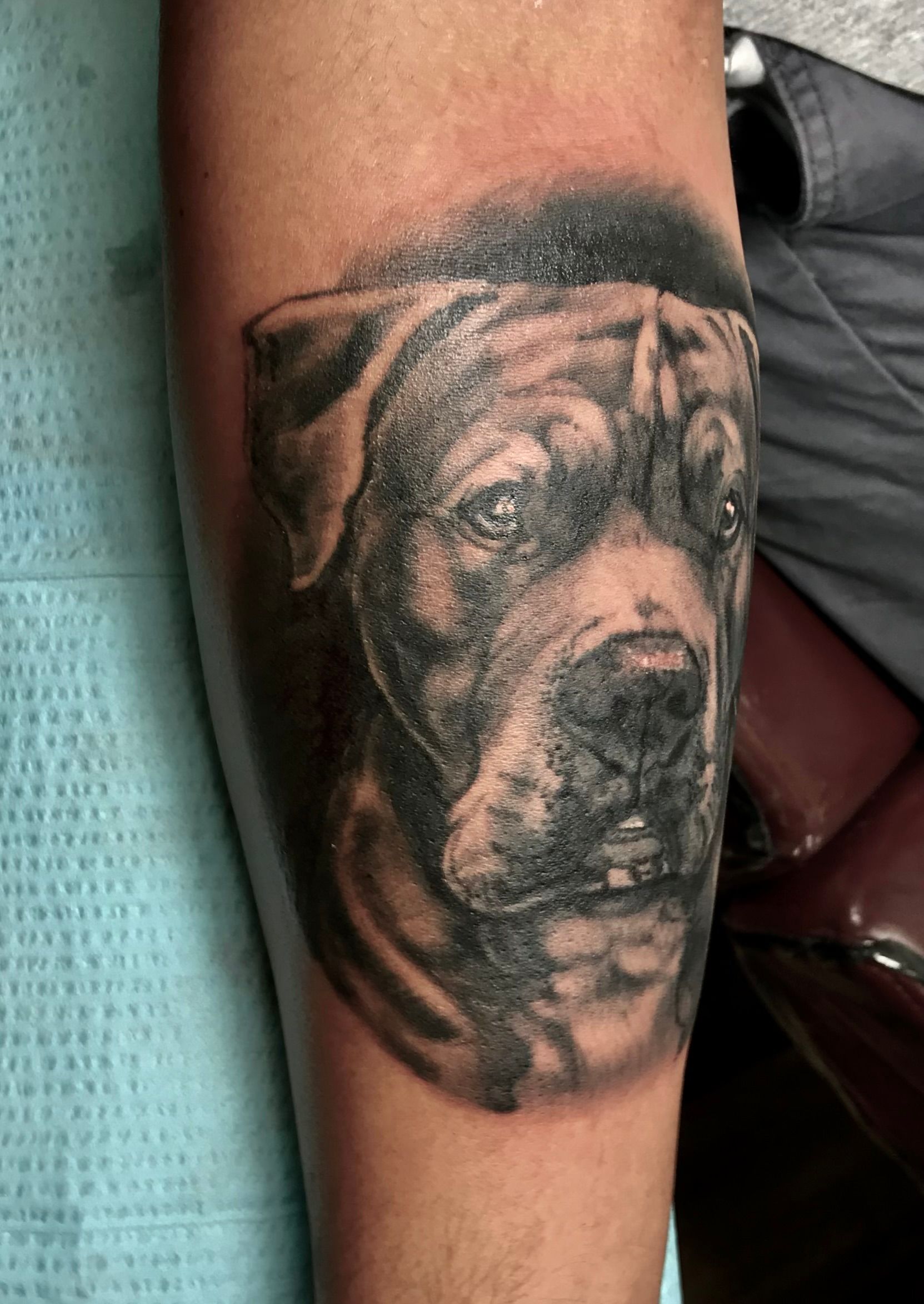 Pit bull portrait tattoo