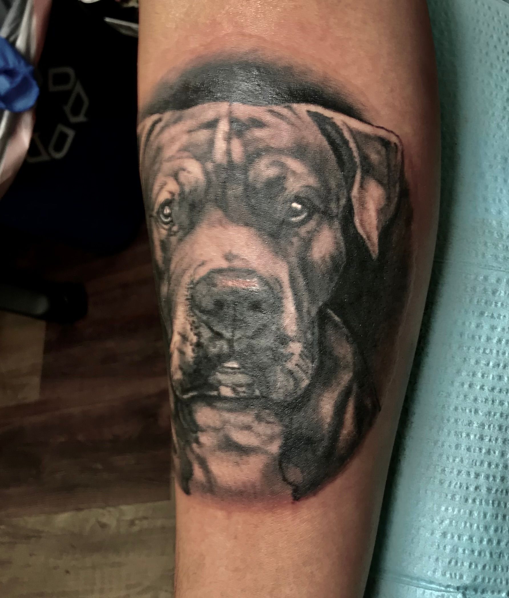 Pit bull portrait tattoo