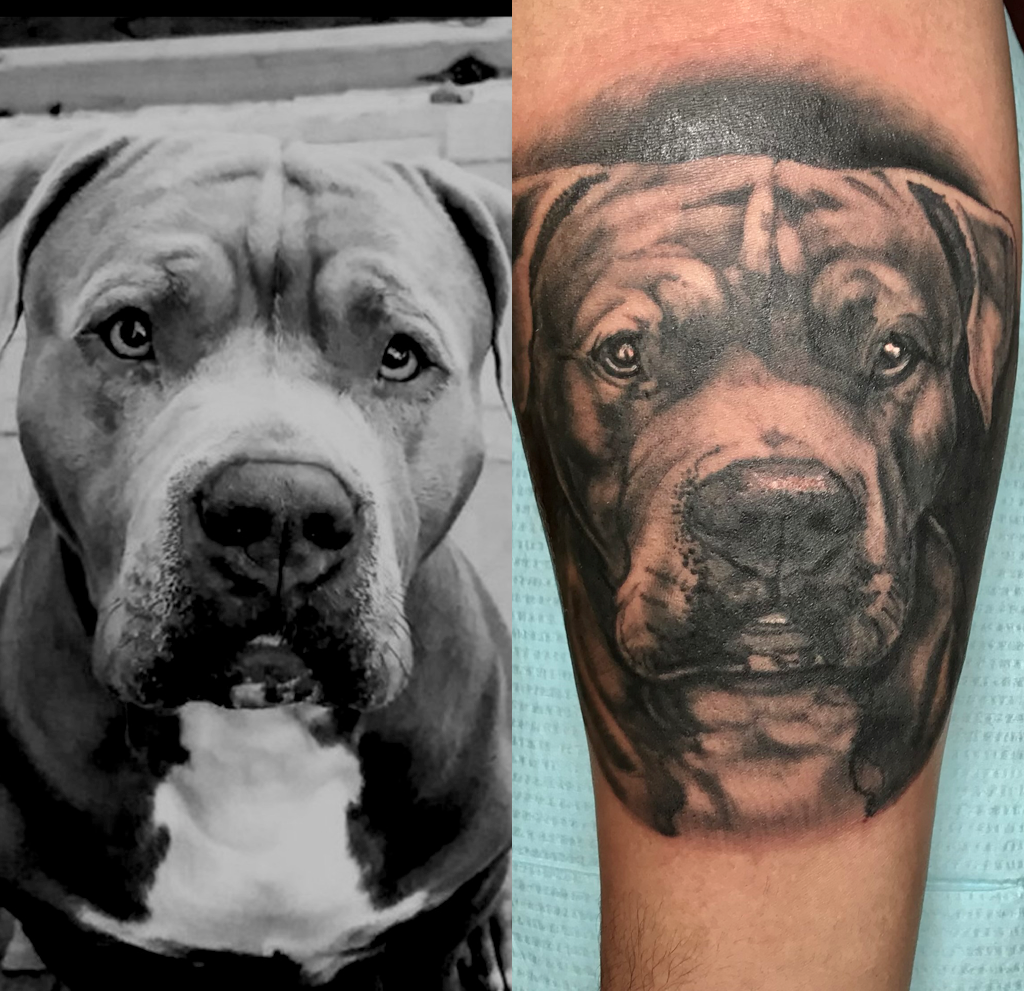 Pit Bull portrait tattoo alongside actual picture
