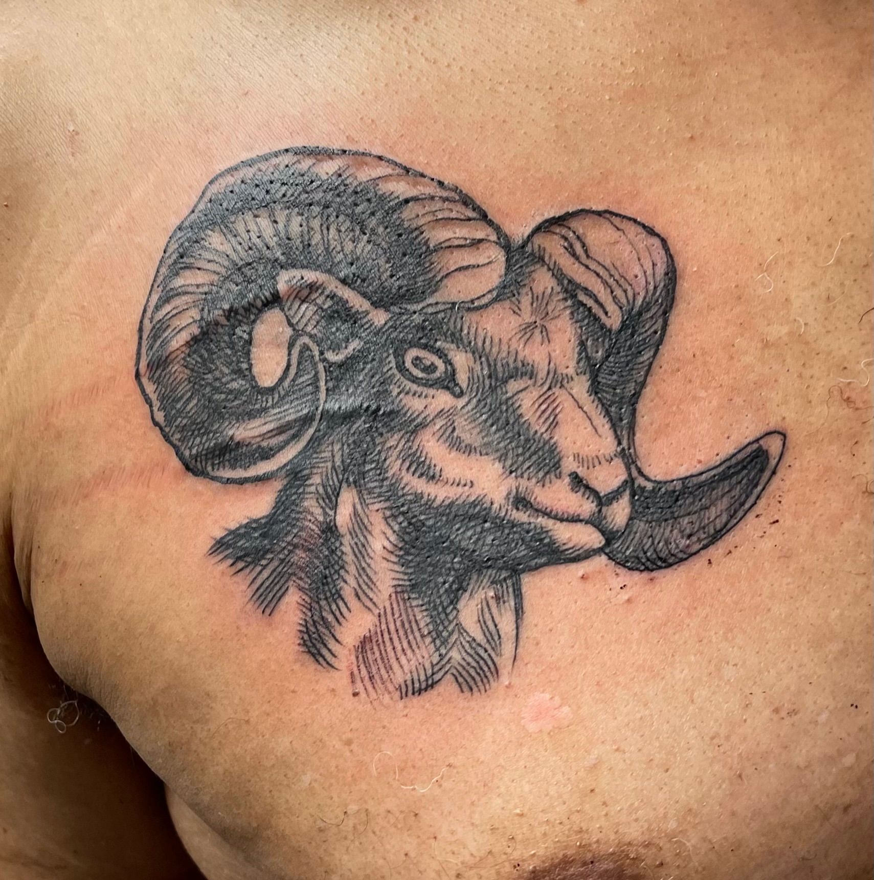 Ram tattoo
