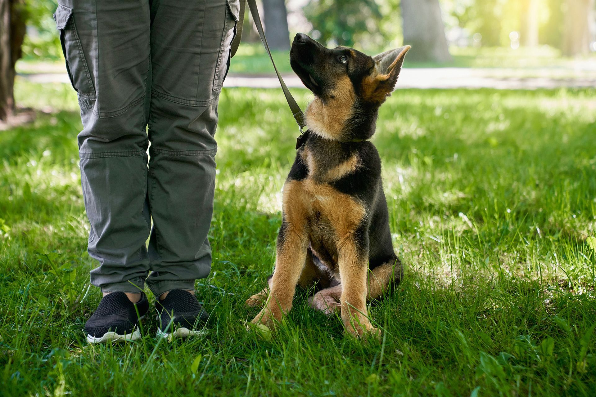 Gehoorzaamheidstraining hond en handler bij Cerberus Canine Center