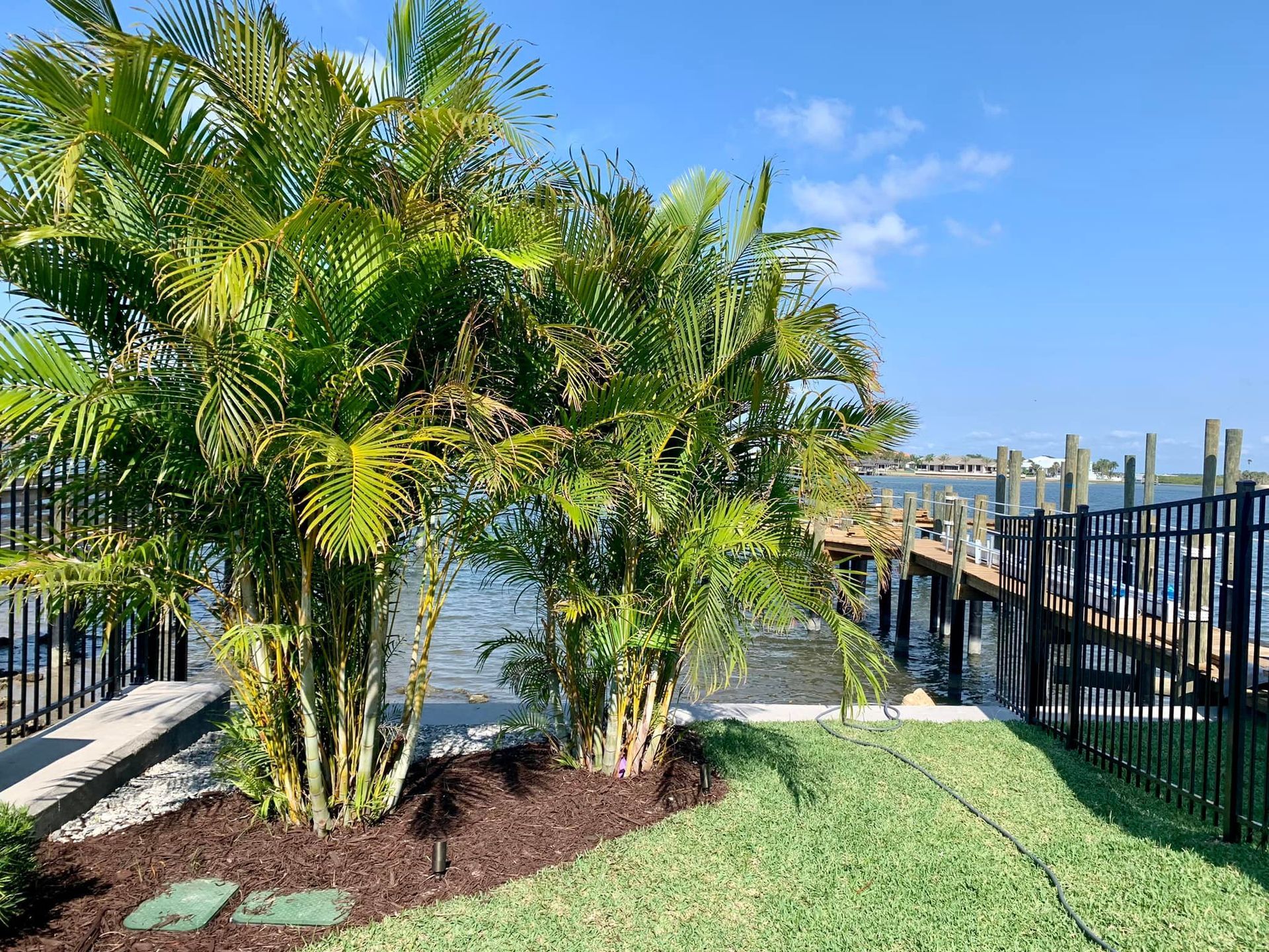 Palm trees and green grass near a black metal fence and wooden dock overlooking water and blue sky.