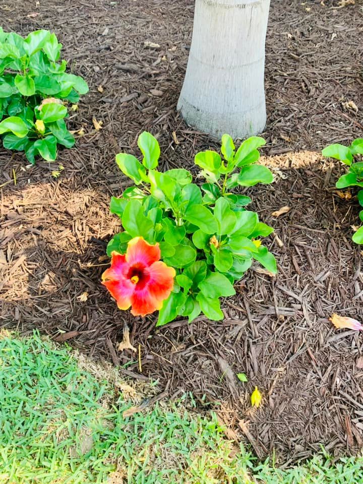 Red and yellow hibiscus flower in bloom surrounded by green leaves and brown mulch, near a tree trunk.