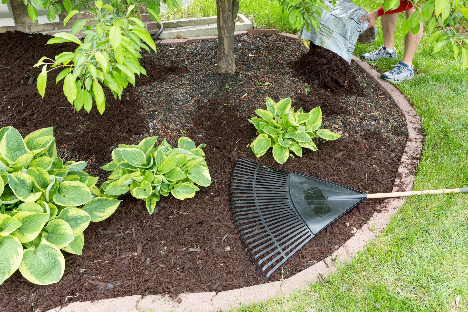 A person spreads dark mulch around a tree and hostas in a garden bed, with a leaf rake resting on the mulch.