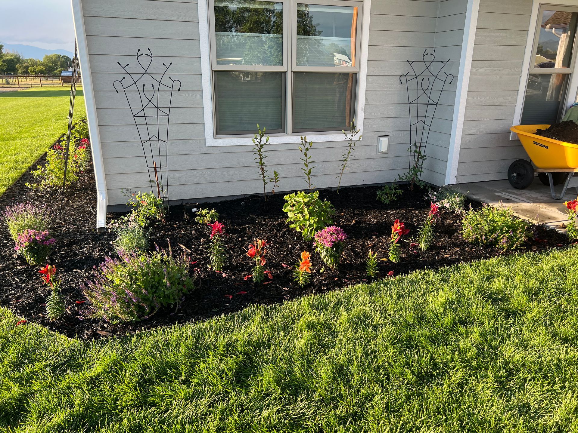 Flower bed with colorful blooms and dark mulch in front of a gray house. Yellow wheelbarrow nearby.