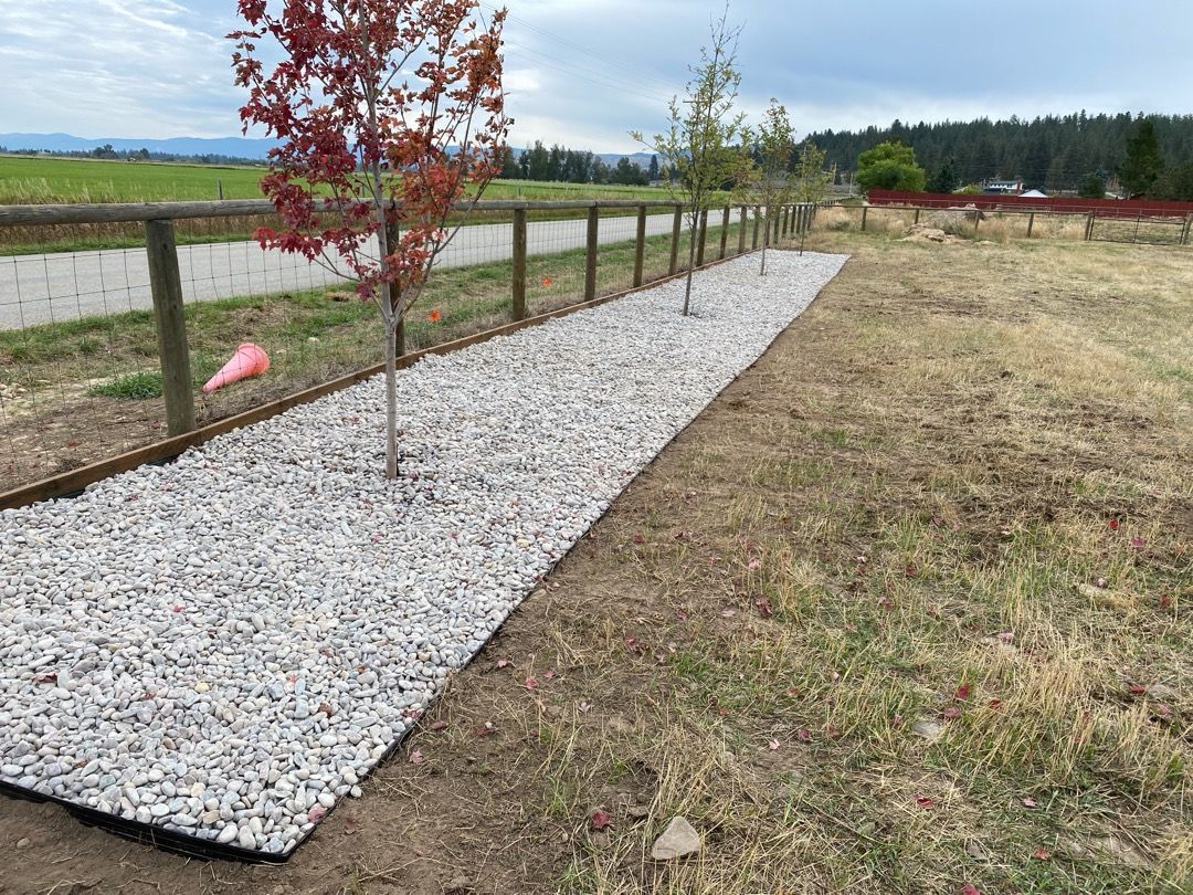 A row of young trees along a fence with gravel between them.