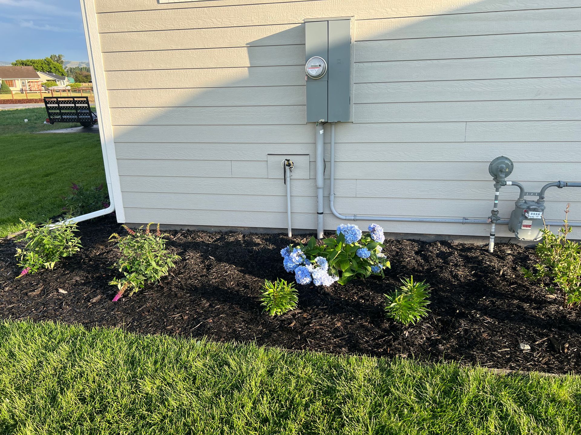Flowerbed with blue hydrangeas and green bushes along a house with light gray siding.