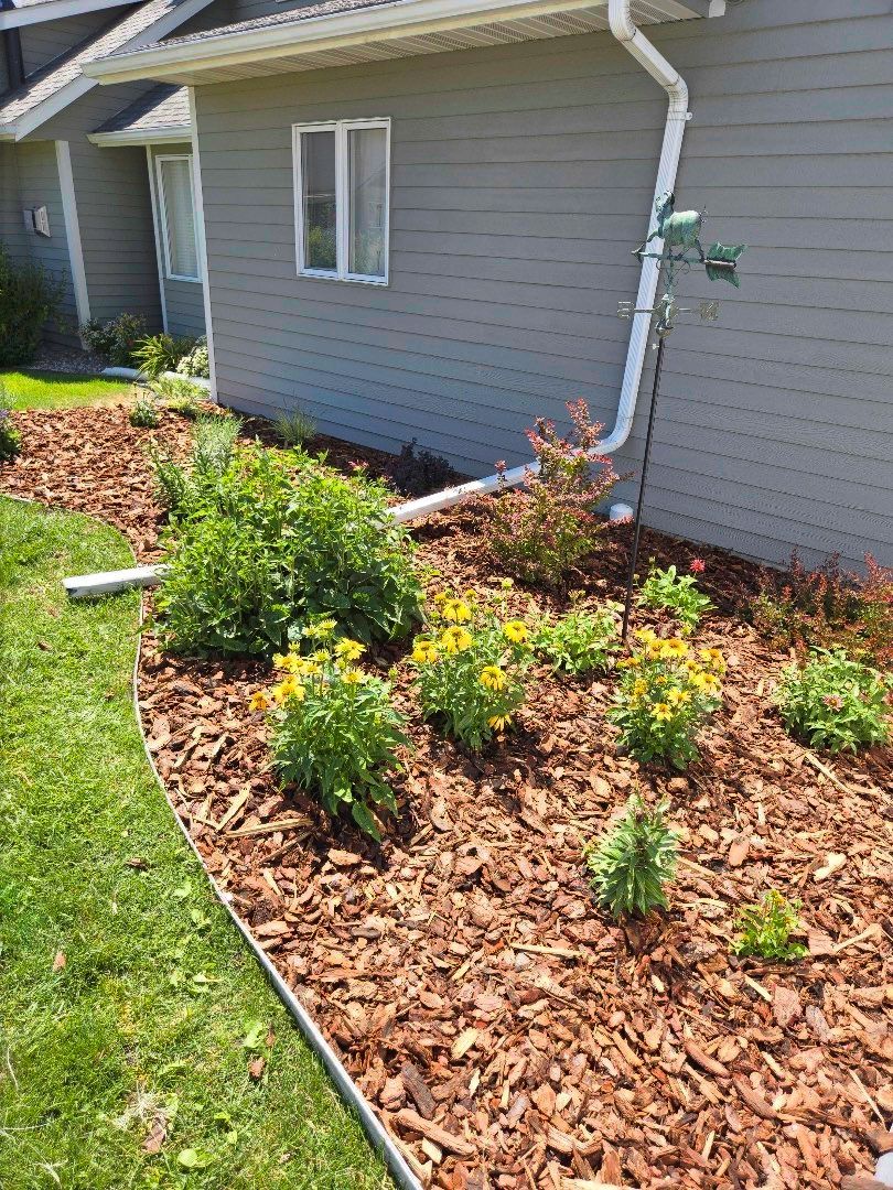 Flower bed along a gray house with yellow flowers, mulch, and green grass.