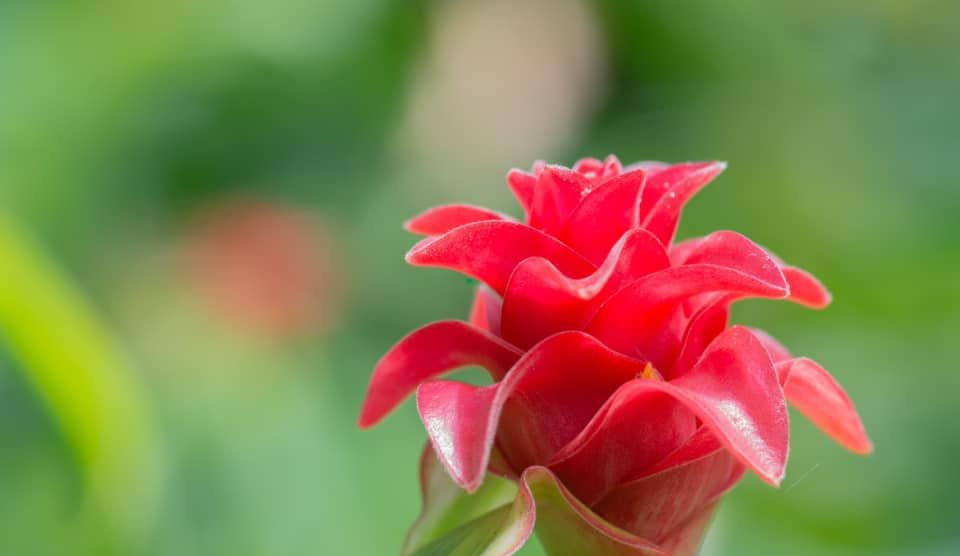 Red Torch Ginger Flower, Close-up With Layered Petals — Amanda Jade Photography In Mareeba, QLD