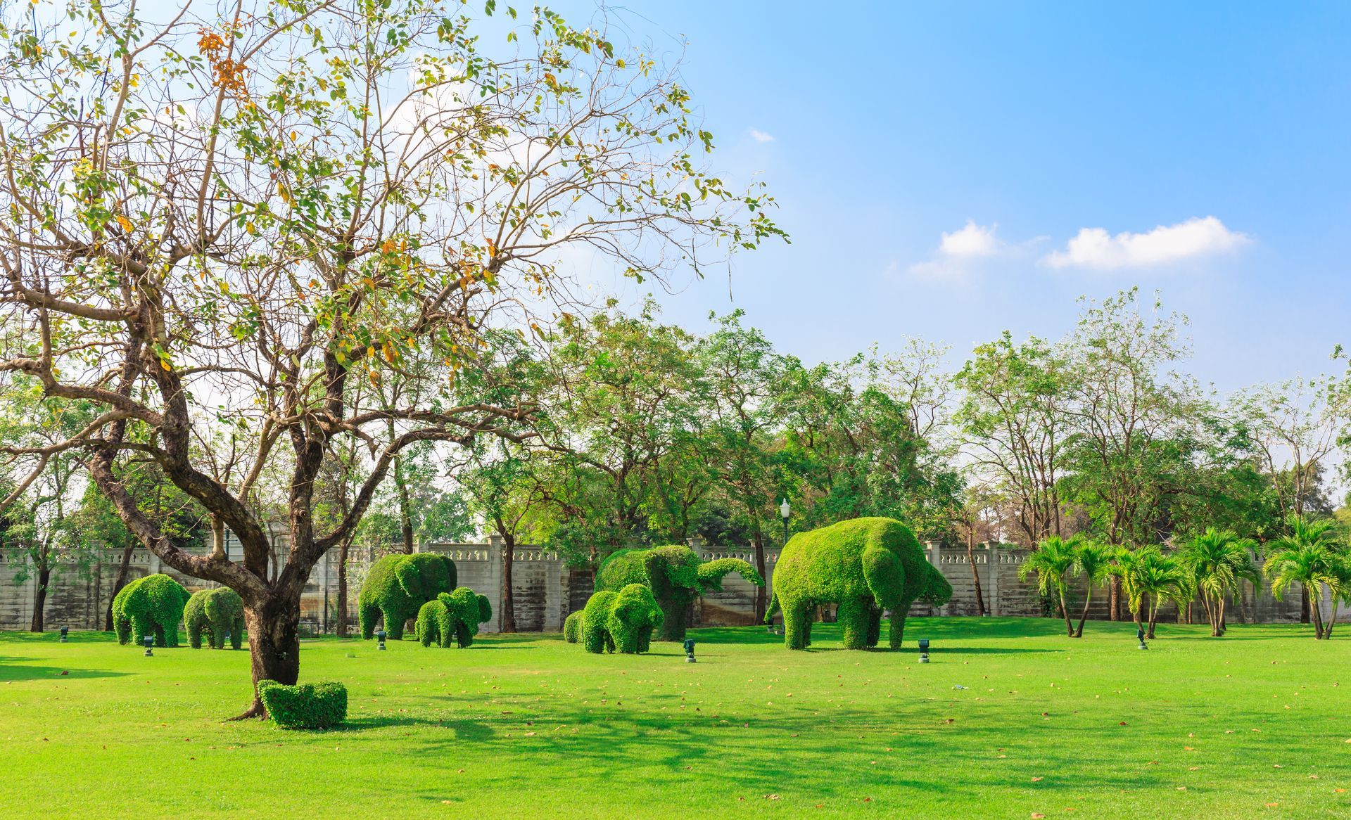 Green Grassy Field With Tree-shaped Topiaries — Amanda Jade Photography In Gordonvale, QLD