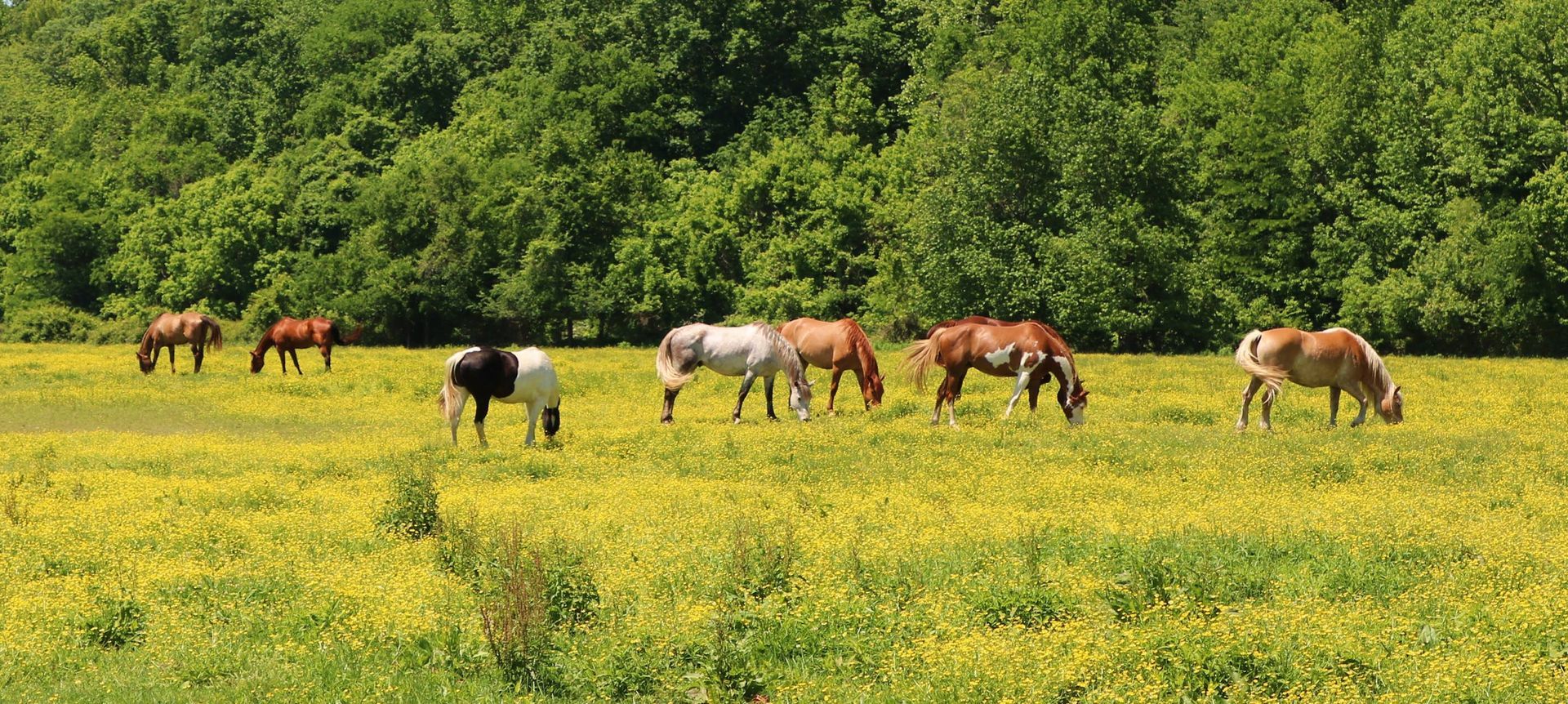 Horses graze in a yellow field, a forest of green trees in the background.