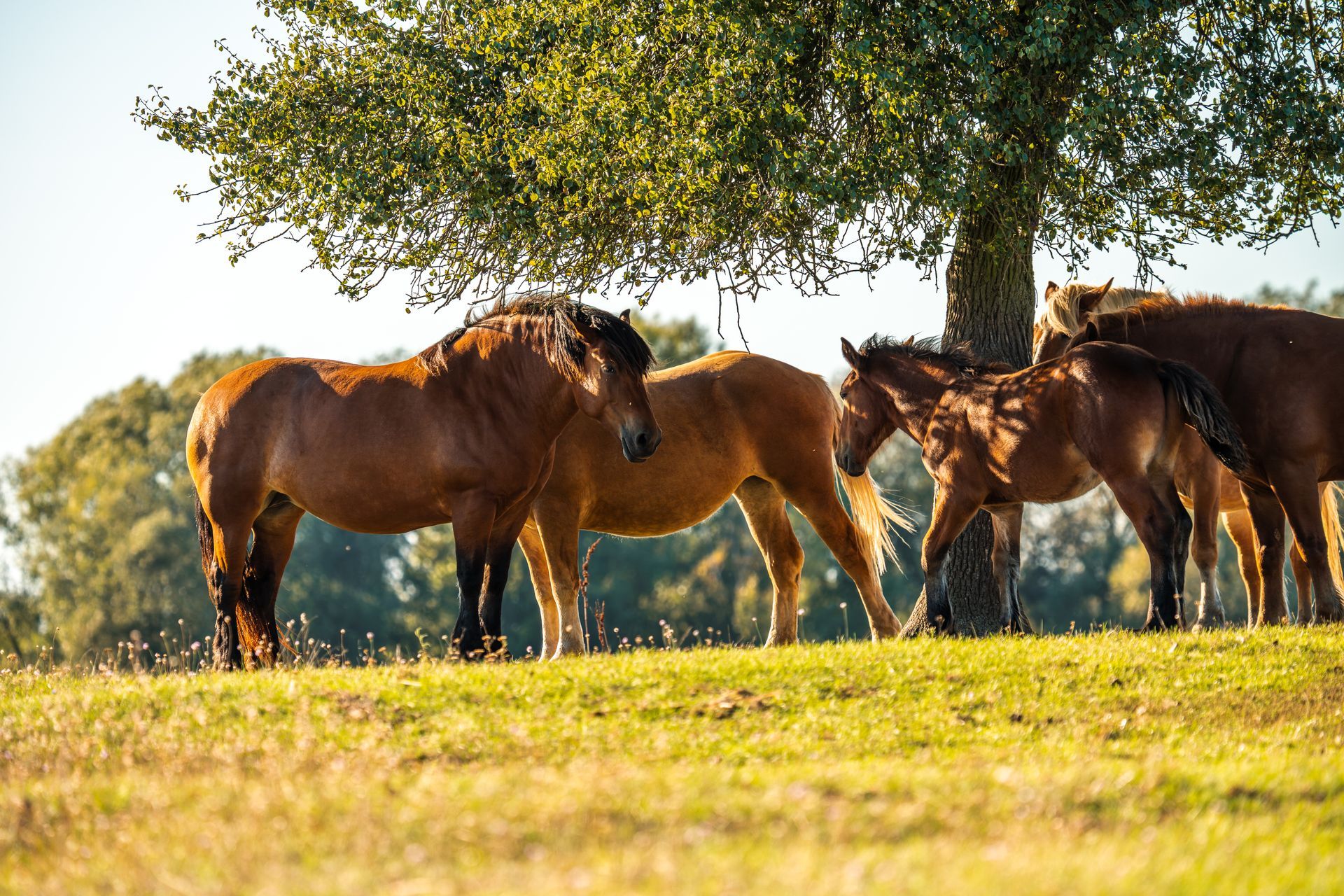 Horses graze under a tree on a sunny hillside.
