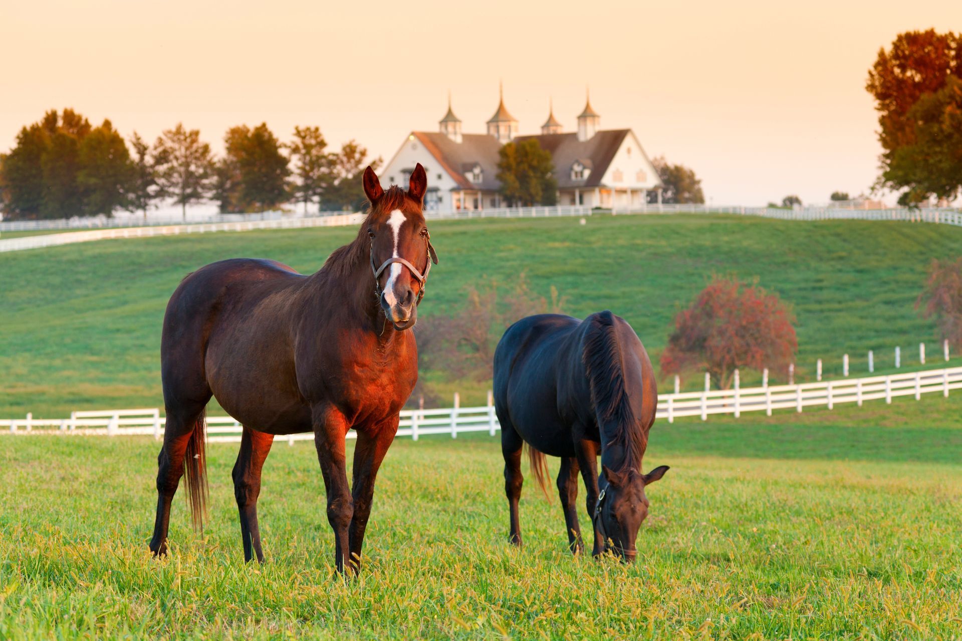 Two horses in a field with a white fence and a large house in the background at sunset.