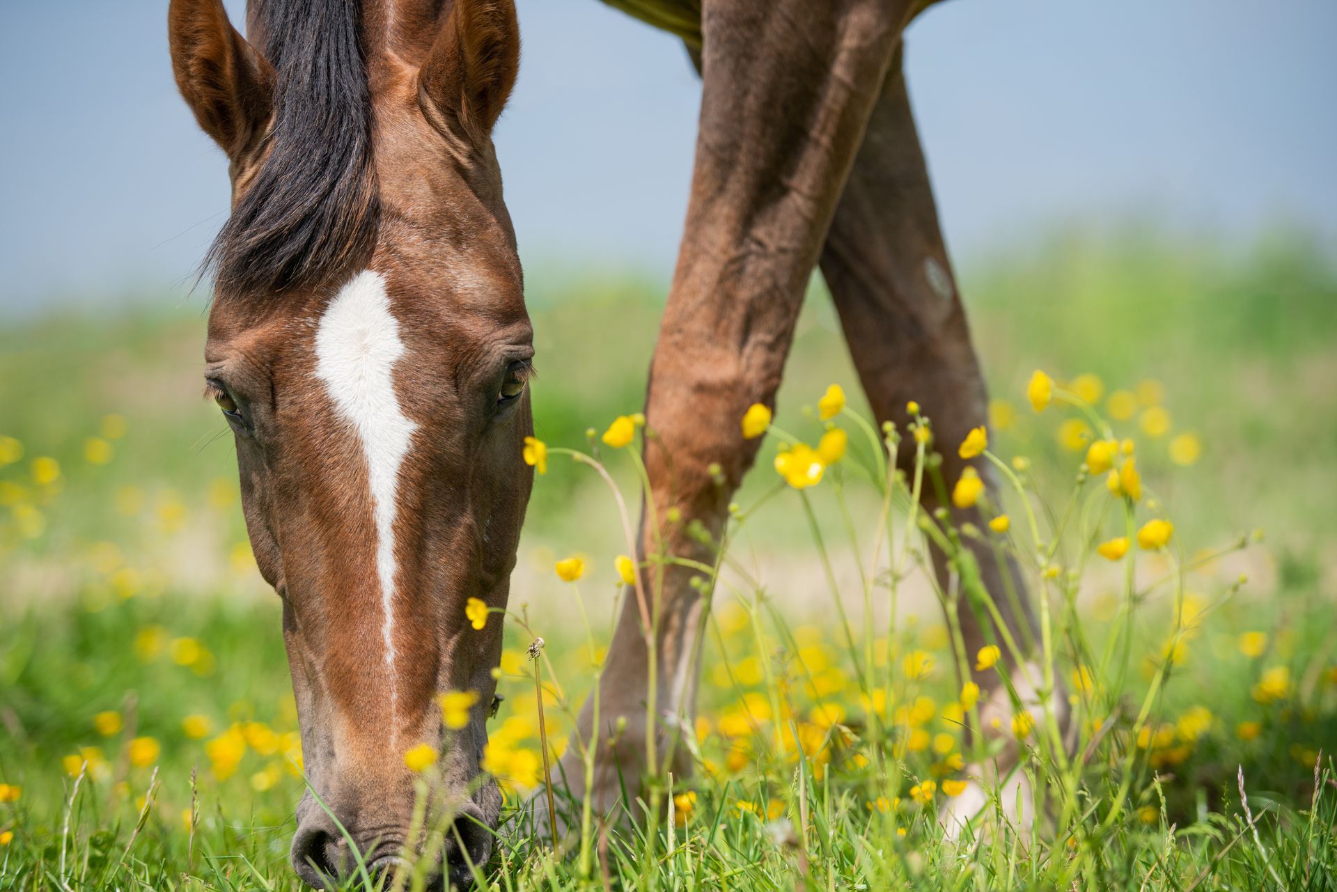 Brown horse grazing in a grassy field with yellow wildflowers.