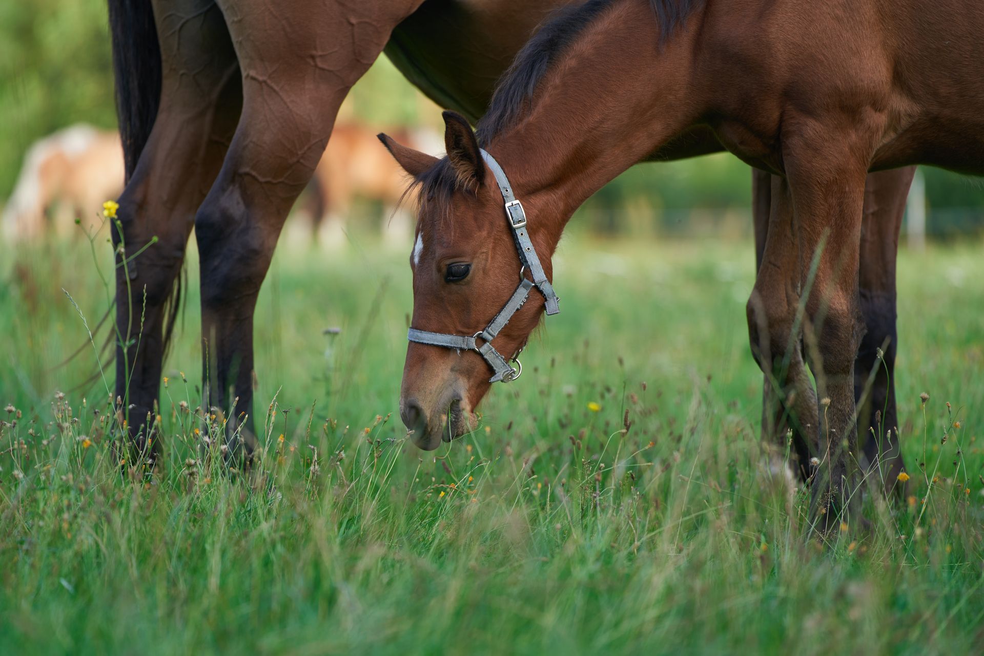 A brown foal grazing in a grassy field, near a larger horse; green grass, blue sky.