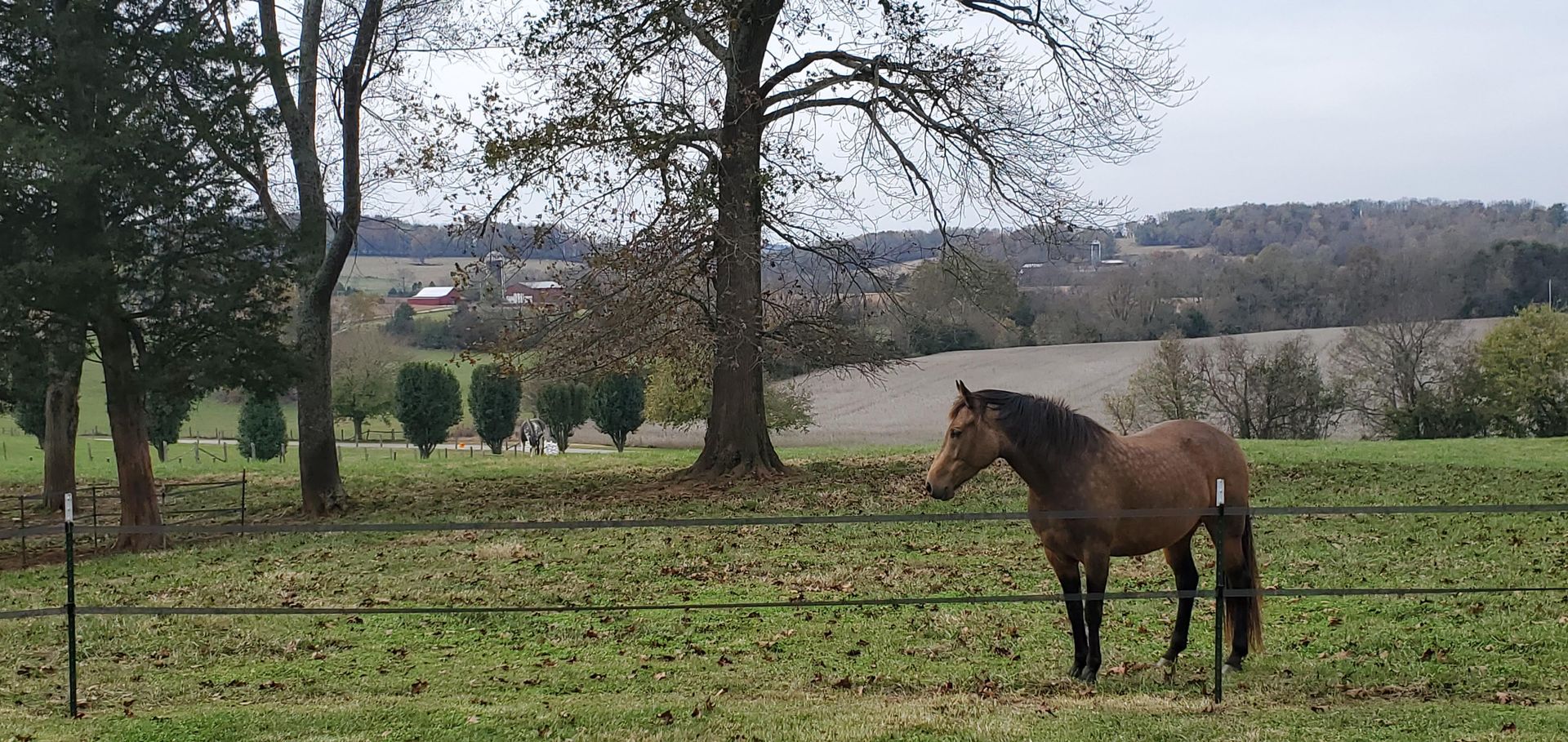 Brown horse stands in a grassy field, trees in the background, overcast sky.