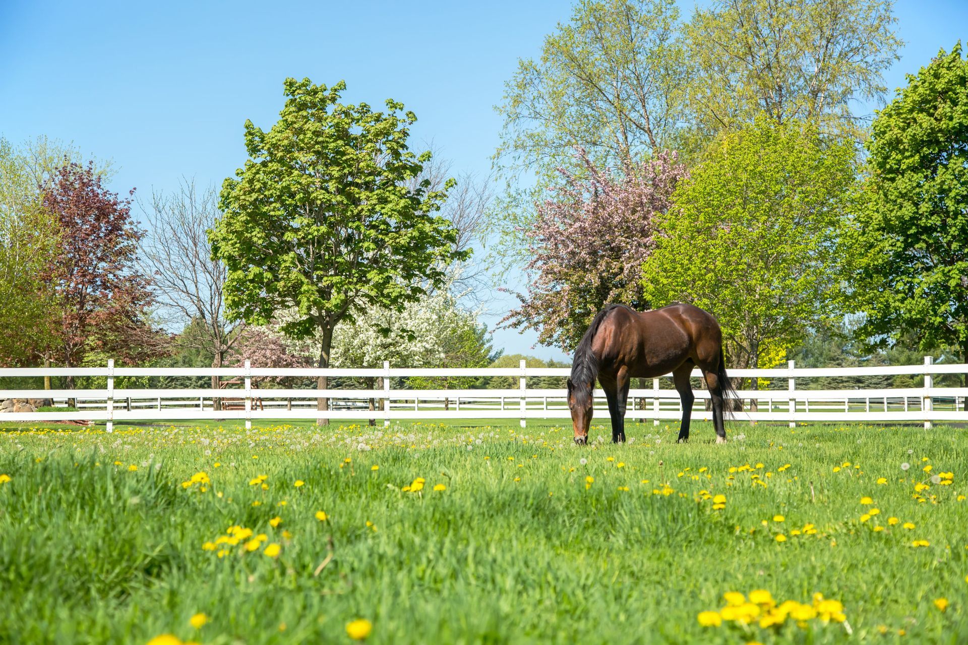 Brown horse grazing in a grassy field dotted with yellow flowers, near a white fence, under a blue sky.