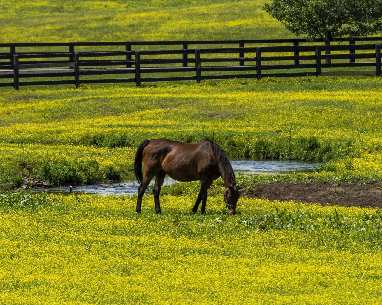 Horse grazing in a field of yellow flowers, near a pond and wooden fence.