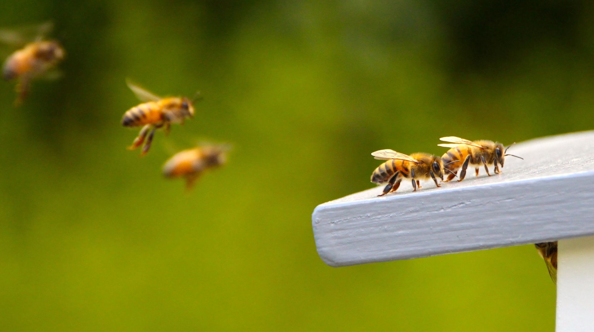 Bee Removal in Chino Hills, CA | Bee Wranglers Inc.