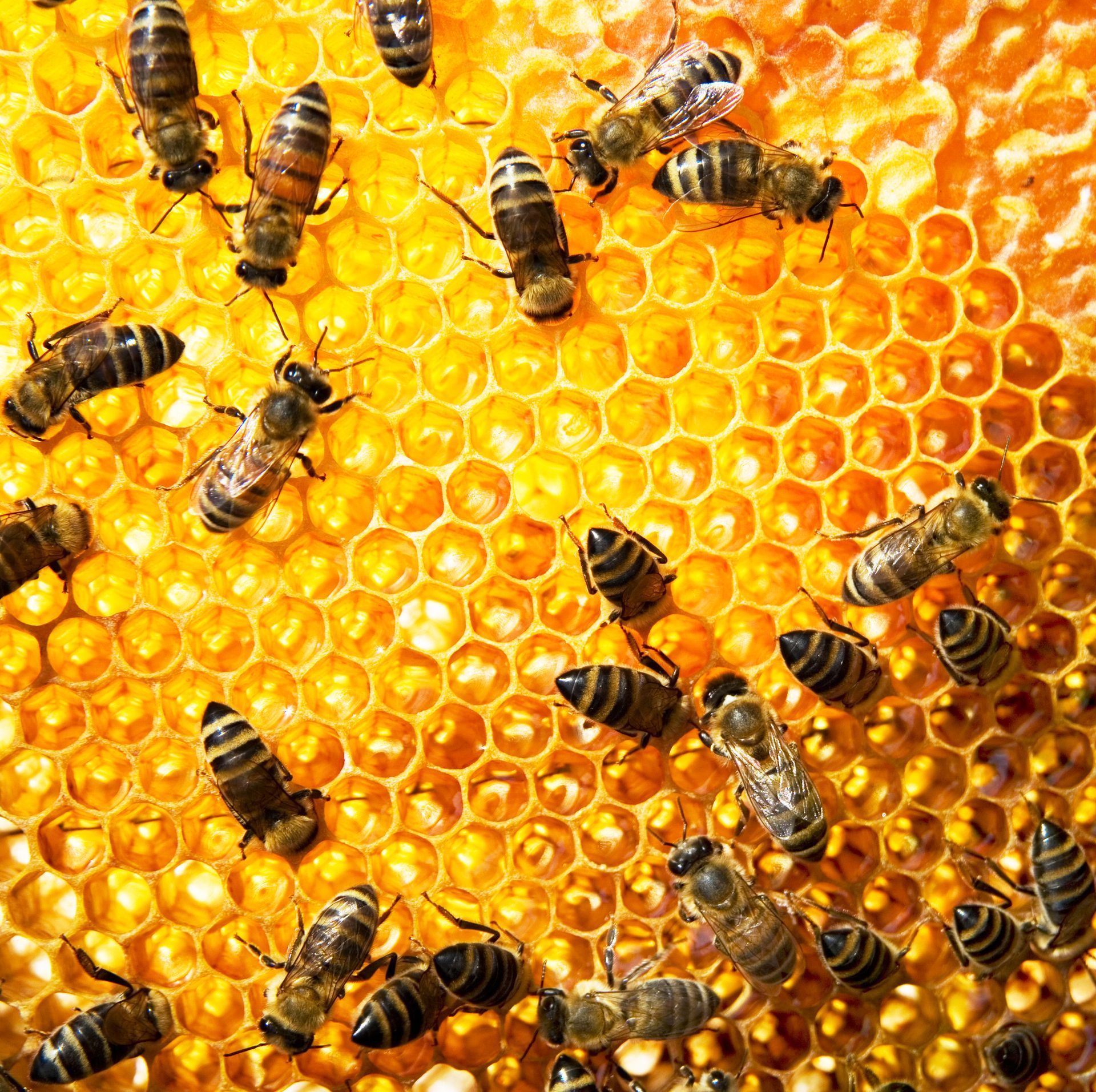 Bee Proofing in Riverside County, CA | Bee Wranglers Inc.