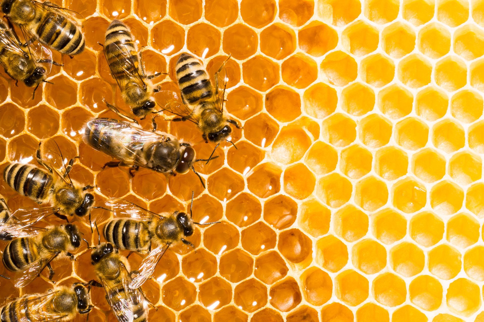 Bee Removal in Paris, CA | Bee Wranglers Inc.