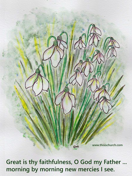 Snowdrops known as candlemas bells