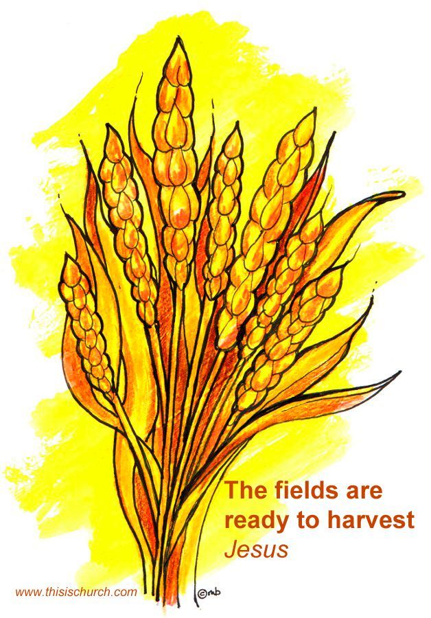 The fields are ready to Harvest - Jesus
