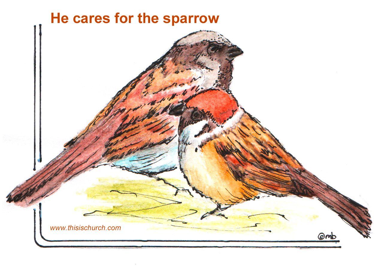 He cares for the sparrow