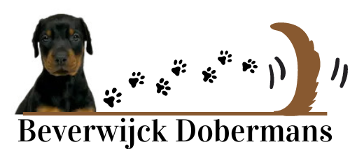 Beverwijck Dobermans logo