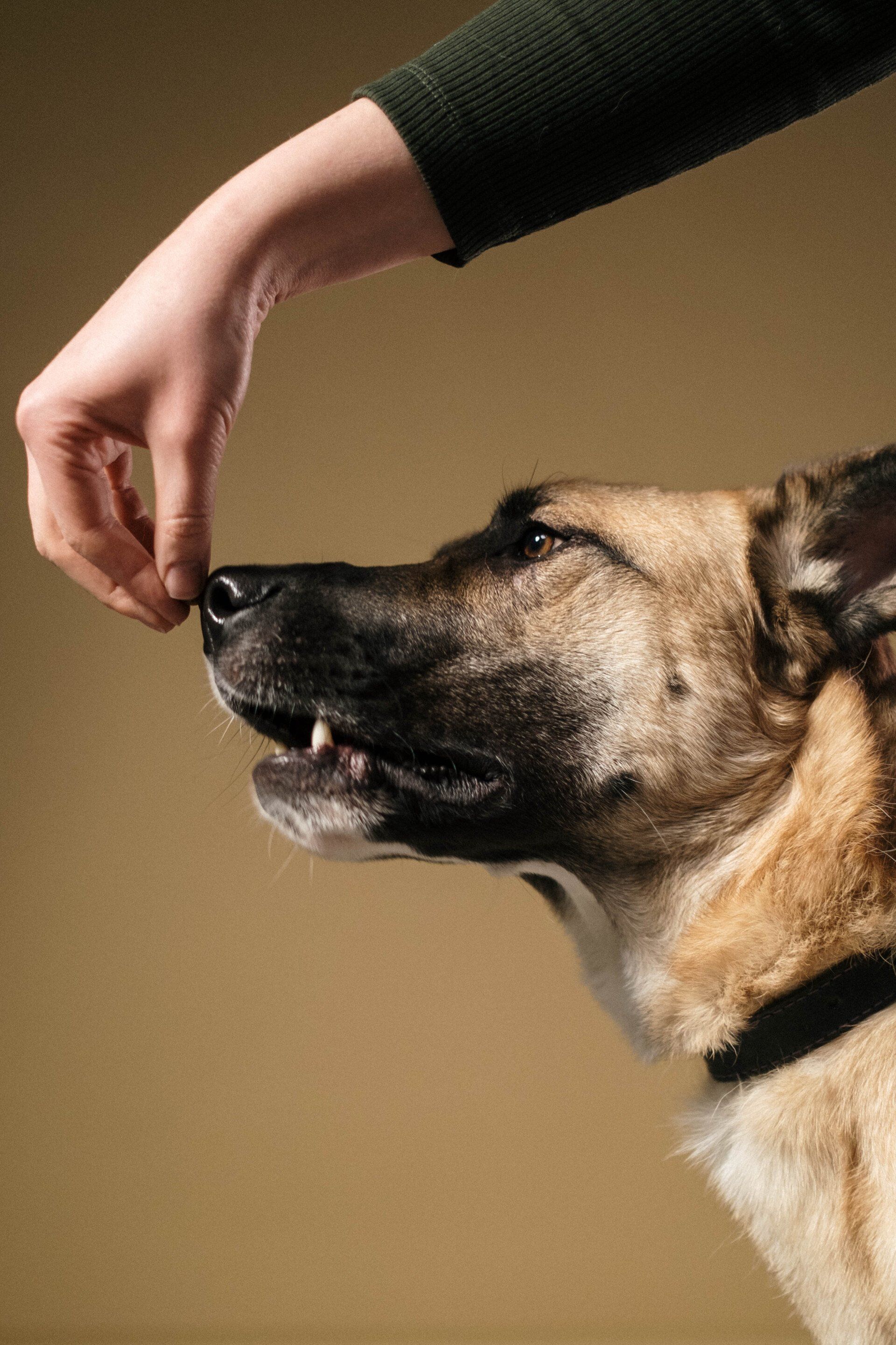 picture of a large dog being trained by hand