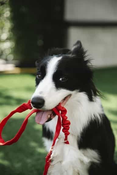 black and white border collie dog with a red lead in mouth