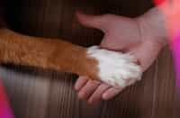 dog paw in a mans hand in act or solidarity
