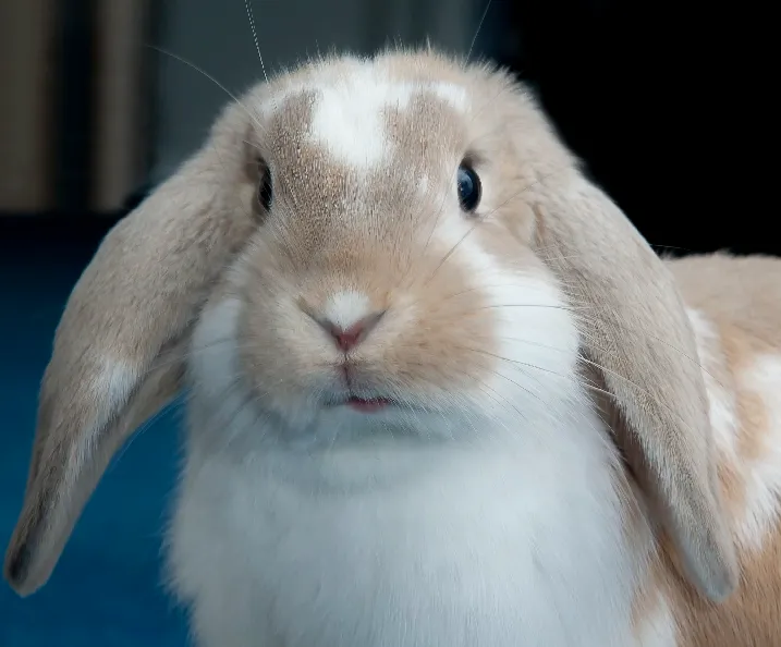 Pet_Portraits, Animal_Images, Animal_Photography