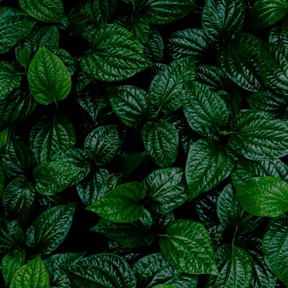 Close-up of vibrant green, heart-shaped leaves densely packed together, with glossy surfaces.