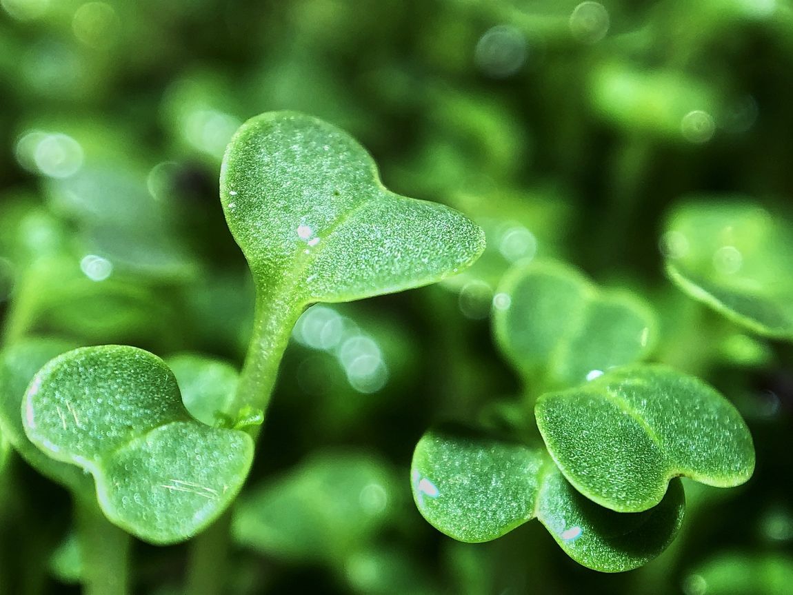 microgreen ravanello daikon
