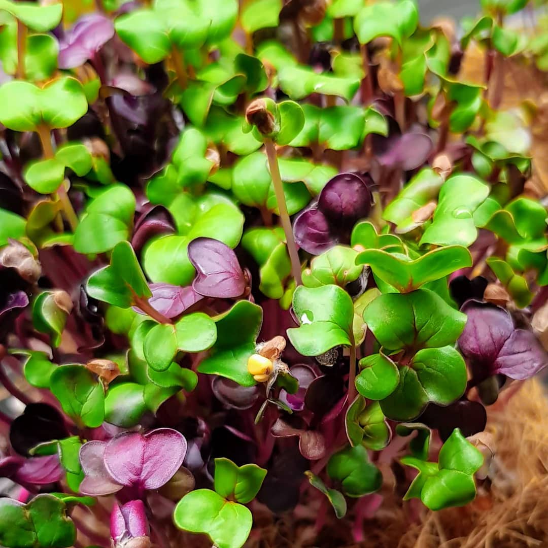 microgreen ravanello