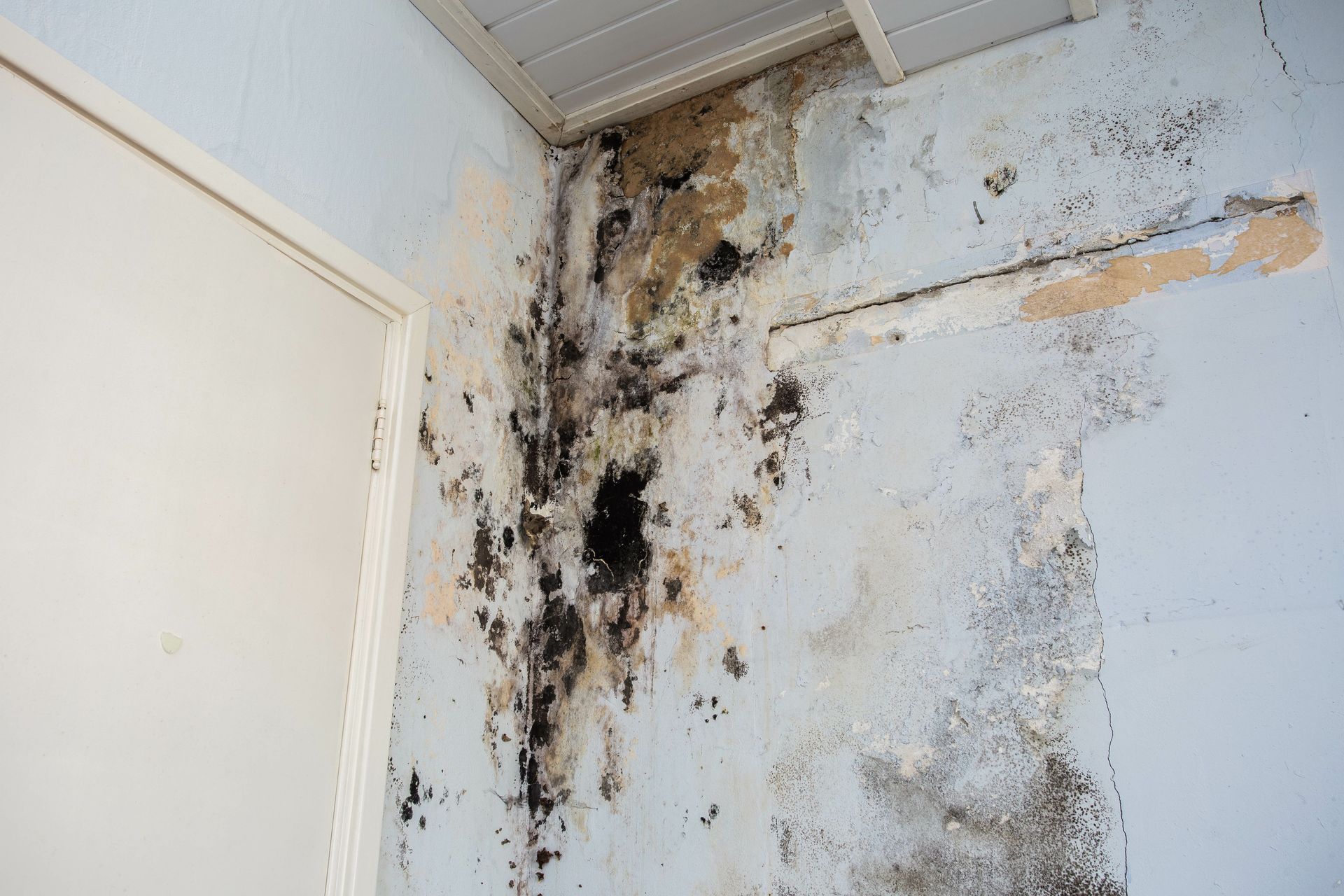 A corner of an indoor wall with significant black mold, damp staining, and peeling paint near the ceiling.